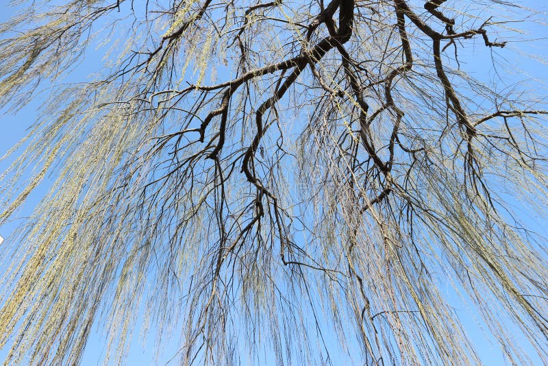 Getrocknete Bäume unter blauem Himmel an einem sonnigen Tag in Nagoya am 6. April 2019, Japan lizenzfreies stockfoto Getrocknete Bäume unter blauem Himmel an einem sonnigen Tag in Nagoya am 6. April 2019, Japan lizenzfreies stockfoto