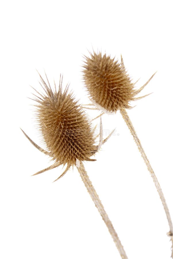 Getrocknete Distel-Startwert- für Zufallsgeneratorhülsen stockbild Getrocknete Distel-Startwert- für Zufallsgeneratorhülsen stockbild