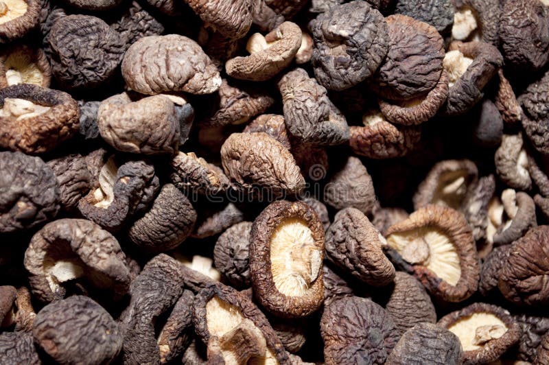 Getrocknete Pilze lizenzfreie stockfotografie Getrocknete Pilze lizenzfreie stockfotografie