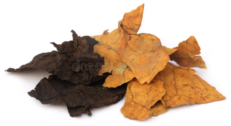 Getrocknete Tabakblätter stockfotos Getrocknete Tabakblätter stockfotos