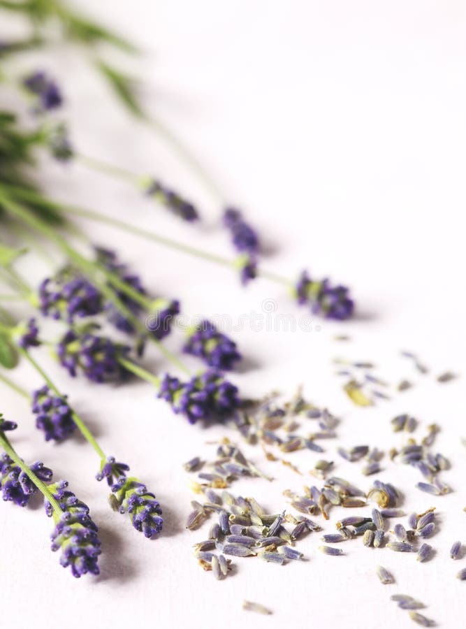 Getrockneter und frischer Lavendel blüht auf rosa Hintergrund lizenzfreie stockfotografie Getrockneter und frischer Lavendel blüht auf rosa Hintergrund lizenzfreie stockfotografie
