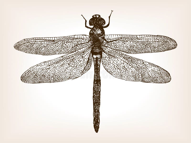 Dragonfly insect sketch style vector illustration. Old engraving imitation. Dragonfly insect hand drawn sketch imitation. Dragonfly insect sketch style vector illustration. Old engraving imitation. Dragonfly insect hand drawn sketch imitation