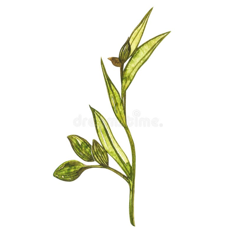 Getrokken de waterverfillustratie van de kardemominstallatie hand van kruid Realistische botanische illustratie vector illustratie Getrokken de waterverfillustratie van de kardemominstallatie hand van kruid Realistische botanische illustratie vector illustratie