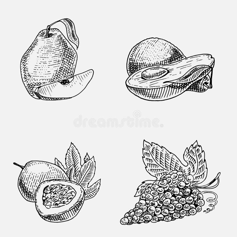 Getrokken reeks van hand, gegraveerde verse vruchten, vegetarisch voedsel die, installaties, wijnoogst druiven, passievrucht, kwe vector illustratie Getrokken reeks van hand, gegraveerde verse vruchten, vegetarisch voedsel die, installaties, wijnoogst druiven, passievrucht, kwe vector illustratie