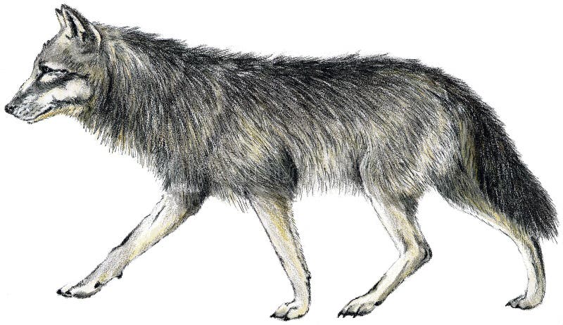 Getrokken wolf royalty-vrije illustratie Getrokken wolf royalty-vrije illustratie