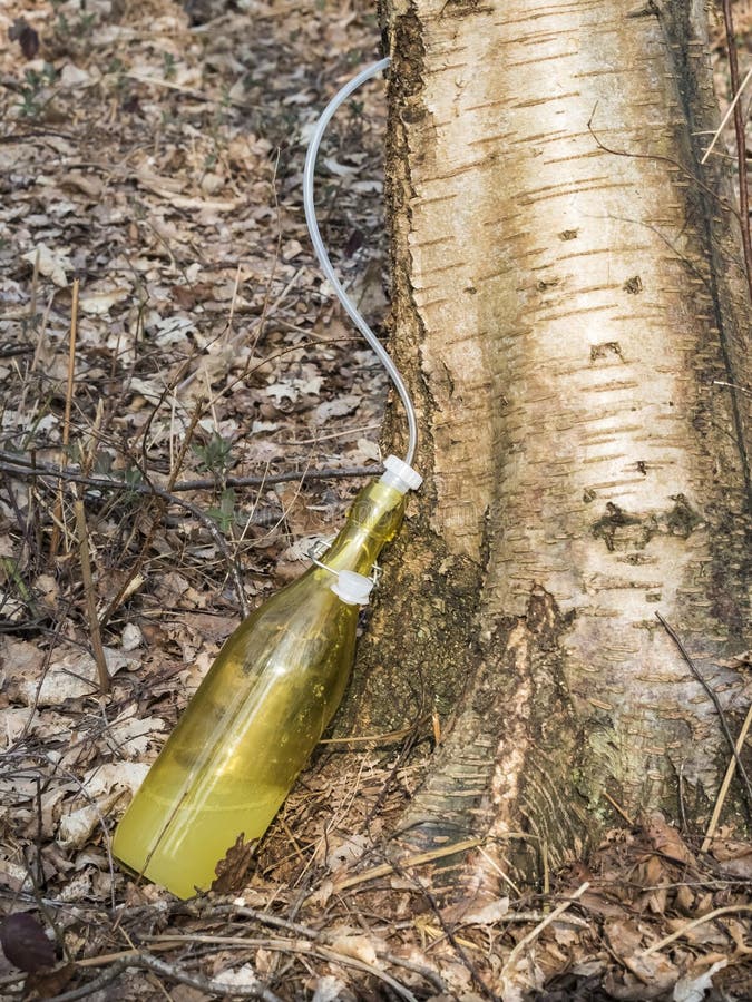 1,071 Birch Tree Juice Stock Photos Free & RoyaltyFree Stock Photos