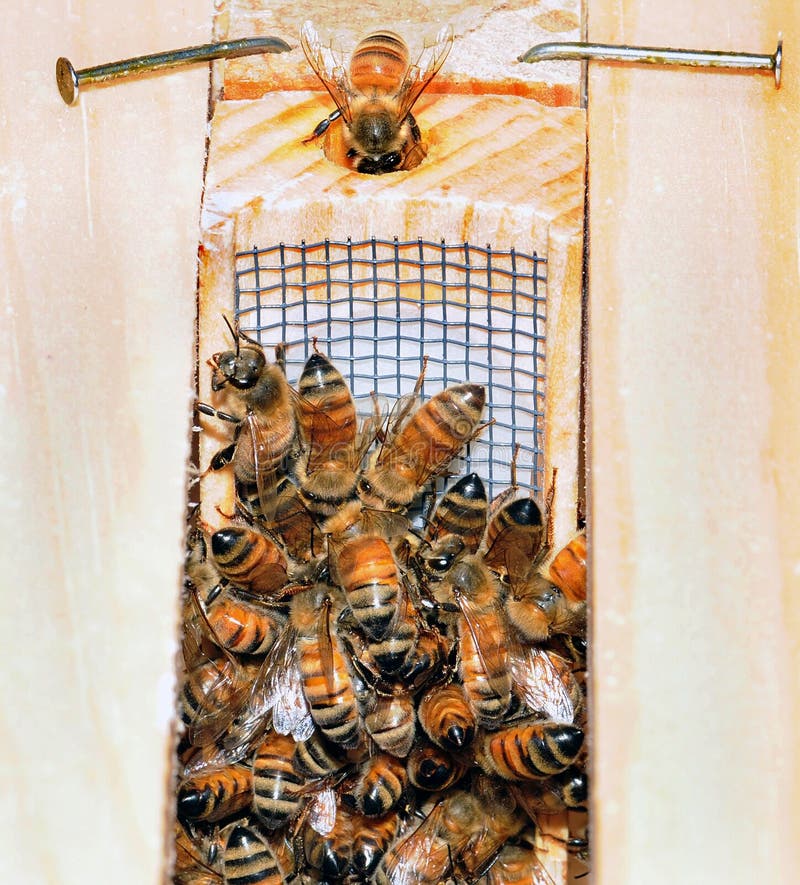Toto je makro pohľad z vnútra úľ pracovníka a drone včely, ktoré spolupracujú na odstránenie kráľovná z klietky zaviesť ju na nové kolónie sú usilovne jesť preč candy konektor na vrchnej časti krabice klietky ako pracovník bee pozerá sa dolu na pokrok.