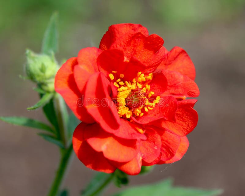 Red Geum