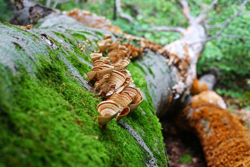 Gevallen boomclose-up en een groep Paddestoelen met bruine en gele golven mos en paddestoelclose-up royalty-vrije stock foto Gevallen boomclose-up en een groep Paddestoelen met bruine en gele golven mos en paddestoelclose-up royalty-vrije stock foto