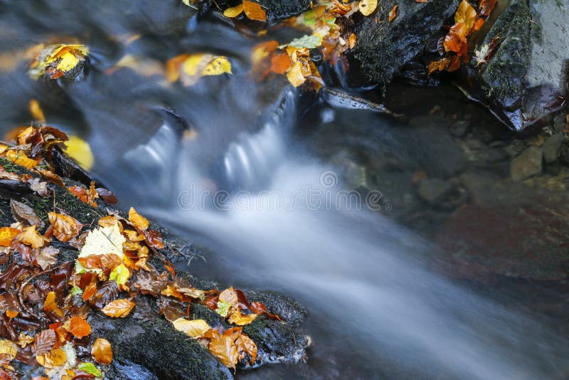 Gevallen de herfstbladeren naast bosstroom stock fotografie Gevallen de herfstbladeren naast bosstroom stock fotografie