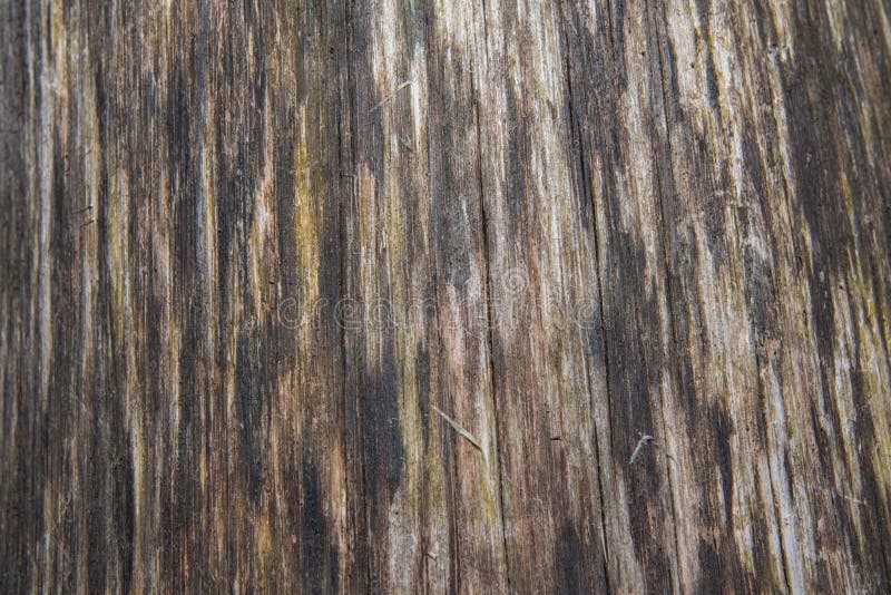Gevallen de Textuurverticaal van de Boom Houten Korrel onder de Schors royalty-vrije stock afbeeldingen Gevallen de Textuurverticaal van de Boom Houten Korrel onder de Schors royalty-vrije stock afbeeldingen