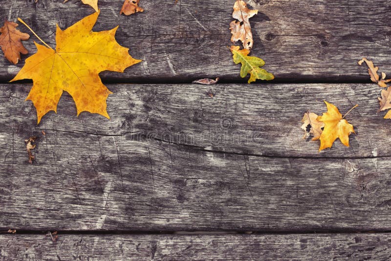Gevallen esdoornbladeren op oude houten lijst De achtergrond van de herfst Rode en oranje het bladclose-up van de kleurenKlimop stock afbeeldingen Gevallen esdoornbladeren op oude houten lijst De achtergrond van de herfst Rode en oranje het bladclose-up van de kleurenKlimop stock afbeeldingen