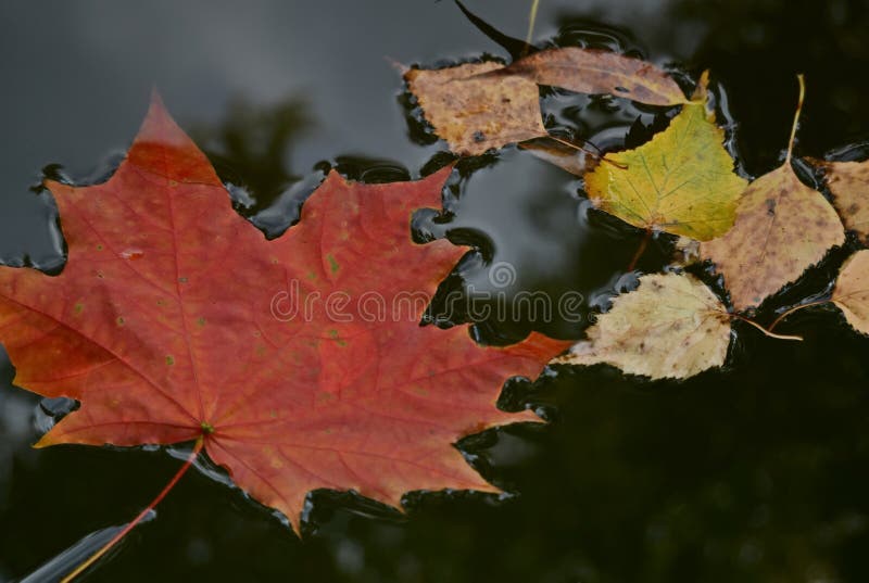 Gevallen helder esdoornblad in de regen Gevallen de herfstbladeren in een vulklei Regen, de herfstpark stock foto's Gevallen helder esdoornblad in de regen Gevallen de herfstbladeren in een vulklei Regen, de herfstpark stock foto's