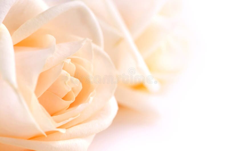 Gevoelige beige rozen