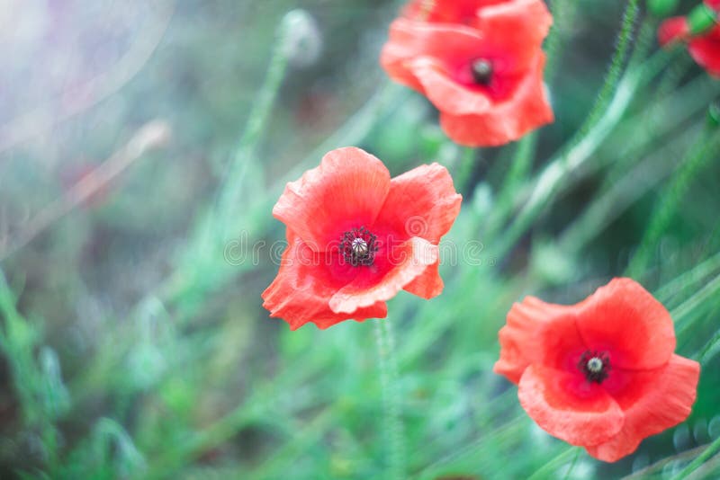 Gevoelige papaverbloemen op het gebied royalty-vrije stock afbeeldingen Gevoelige papaverbloemen op het gebied royalty-vrije stock afbeeldingen
