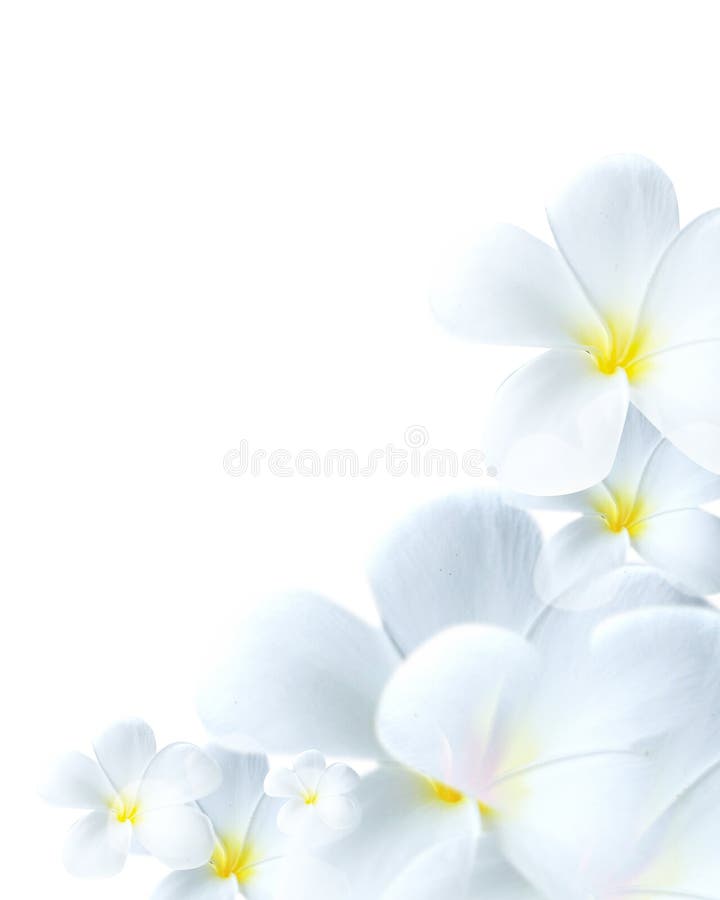 Gevoelige witte bloembloei