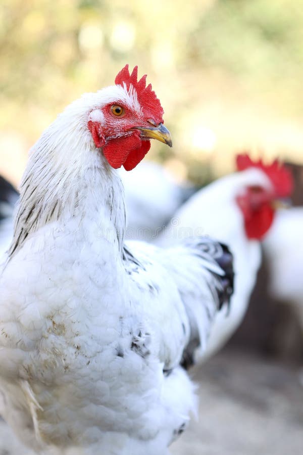 Gevogelte op het boerenerf stock afbeelding Gevogelte op het boerenerf stock afbeelding