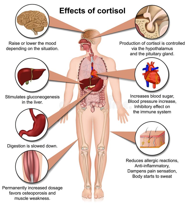 Gevolgen van cortisol voor de menselijk lichaams 3d medische vectorillustratie die op witte achtergrond wordt geïsoleerd