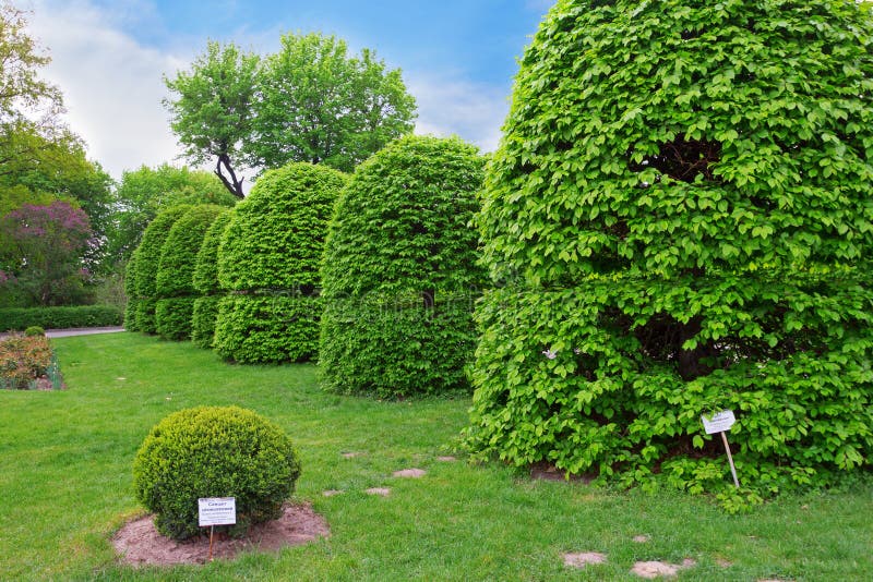 Gevormde haagbeukbomen royalty-vrije stock foto