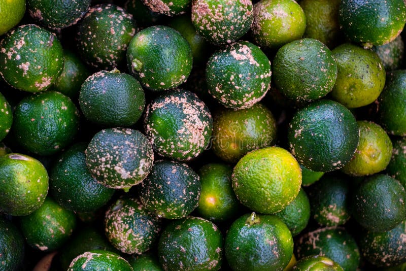 Gevuld kader van organische en sappige microcarpa van de calamansiaka citrusvrucht, calamondin of Filippijnse die kalk, voor limo stock fotografie Gevuld kader van organische en sappige microcarpa van de calamansiaka citrusvrucht, calamondin of Filippijnse die kalk, voor limo stock fotografie