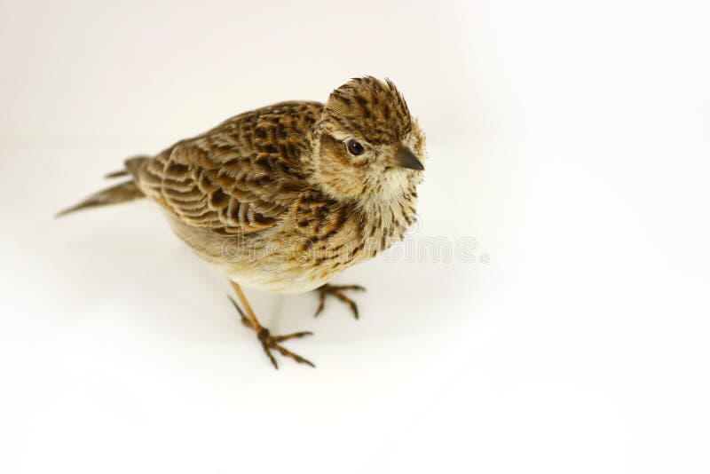 Gevulde veldleeuweriktaxidermie stock fotografie Gevulde veldleeuweriktaxidermie stock fotografie