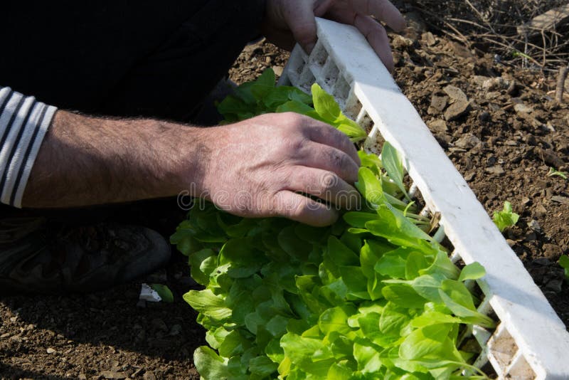 Gewassenmening van mensenhanden die jonge verse sla voor installatie nemen het stock afbeeldingen Gewassenmening van mensenhanden die jonge verse sla voor installatie nemen het stock afbeeldingen
