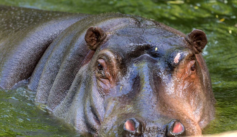 Gewoon nijlpaard in het water van de pool van het dierentuinvogelhuis Het Afrikaanse herbivore aquatische zoogdierennijlpaard bes royalty-vrije stock afbeelding Gewoon nijlpaard in het water van de pool van het dierentuinvogelhuis Het Afrikaanse herbivore aquatische zoogdierennijlpaard bes royalty-vrije stock afbeelding