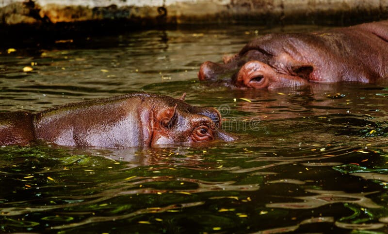 Gewoon nijlpaard in het water van de pool van het dierentuinvogelhuis Het Afrikaanse herbivore aquatische zoogdierennijlpaard bes royalty-vrije stock afbeeldingen Gewoon nijlpaard in het water van de pool van het dierentuinvogelhuis Het Afrikaanse herbivore aquatische zoogdierennijlpaard bes royalty-vrije stock afbeeldingen