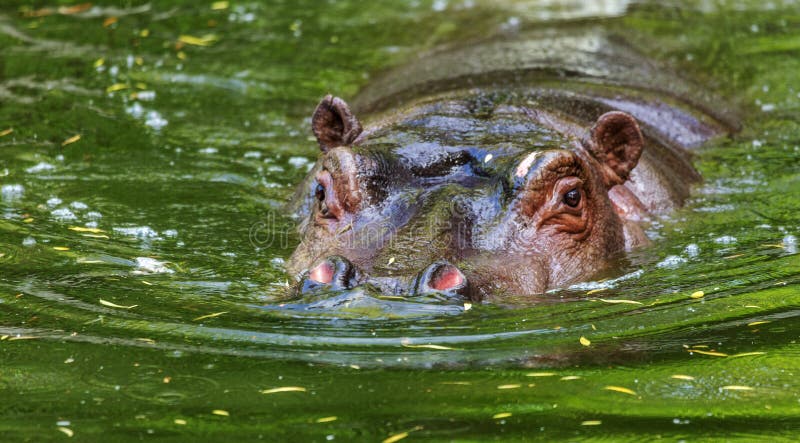 Gewoon nijlpaard in het water van de pool van het dierentuinvogelhuis Het Afrikaanse herbivore aquatische zoogdierennijlpaard bes stock fotografie Gewoon nijlpaard in het water van de pool van het dierentuinvogelhuis Het Afrikaanse herbivore aquatische zoogdierennijlpaard bes stock fotografie