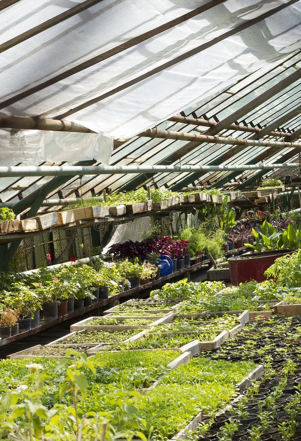 Innenraum Des Gewächshauses Für Wachsende Blumen Und Anlagen Markt Für