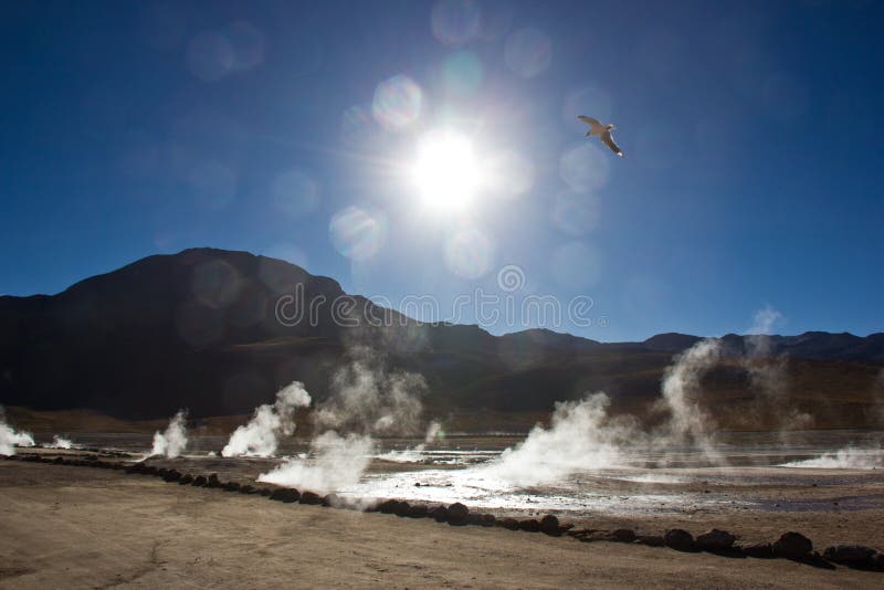 Geyser del Tatio in Chile in the morning