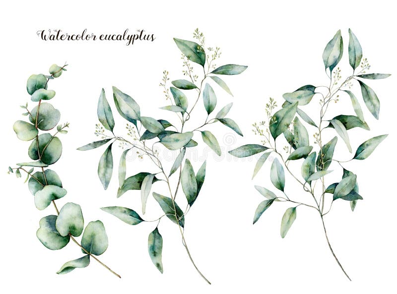 Gezaaide waterverf en de reeks van de babyeucalyptus Hand geschilderde die eucalyptustak en bladeren op witte achtergrond wordt g