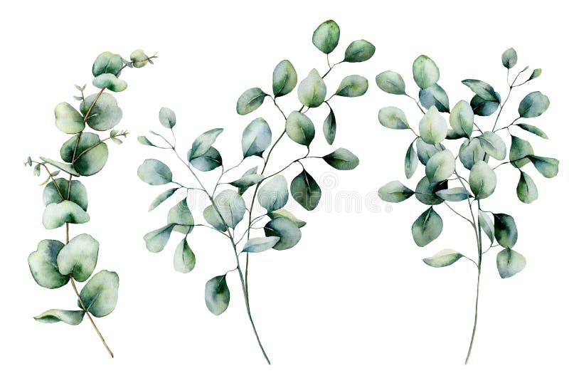Gezaaide waterverf en de zilveren reeks van de dollareucalyptus Hand geschilderde die eucalyptustak en bladeren op wit wordt geïs