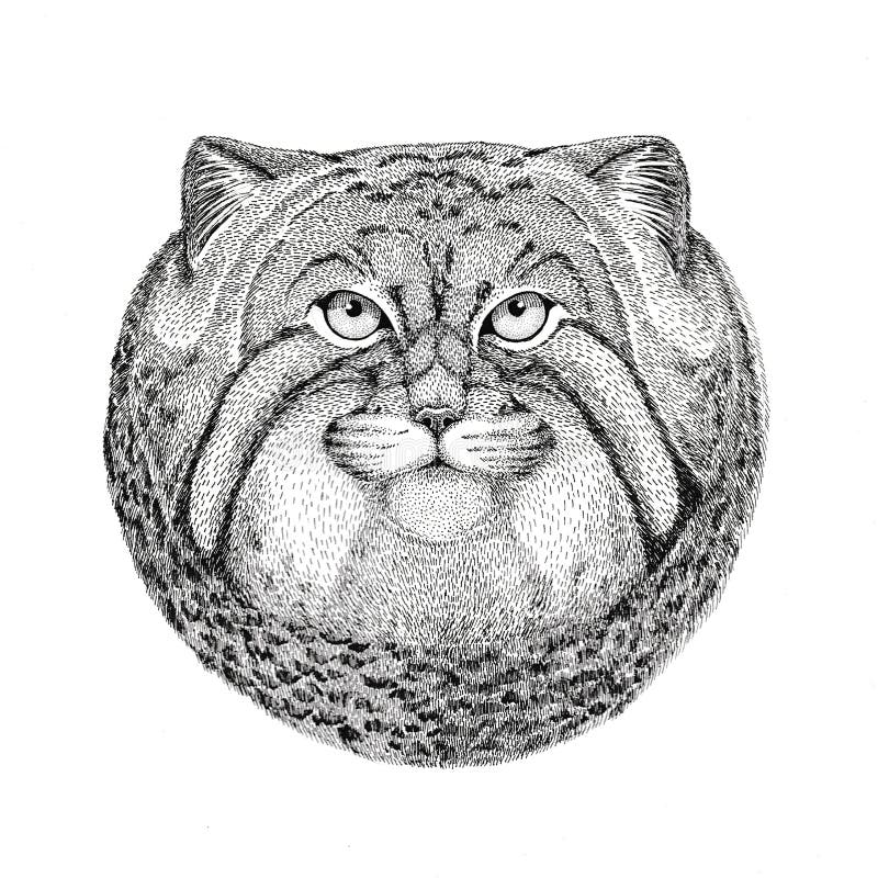 Gezeichnete Illustration Wildkatze Manul Hand für Tätowierung, Emblem, Ausweis, Logo, Flecken vektor abbildung Gezeichnete Illustration Wildkatze Manul Hand für Tätowierung, Emblem, Ausweis, Logo, Flecken vektor abbildung