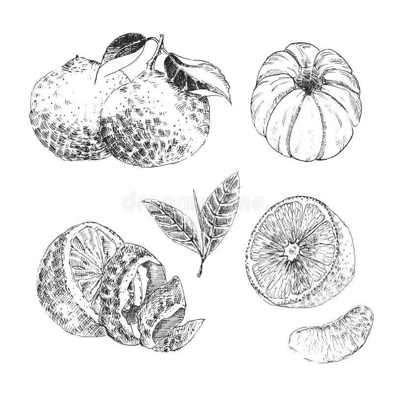 Gezeichnete Sammlung der Weinlese-Tinte Hand der Zitrusfruchtskizze - Zitrone, Tangerine, orange vektor abbildung Gezeichnete Sammlung der Weinlese-Tinte Hand der Zitrusfruchtskizze - Zitrone, Tangerine, orange vektor abbildung