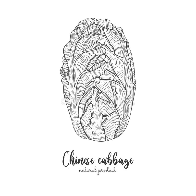 Gezeichnete Vektorillustration des Chinakohls Hand Lokalisierter Gemüse gravierter Artgegenstand Ausführliches vegetarisches Lebe lizenzfreie abbildung Gezeichnete Vektorillustration des Chinakohls Hand Lokalisierter Gemüse gravierter Artgegenstand Ausführliches vegetarisches Lebe lizenzfreie abbildung