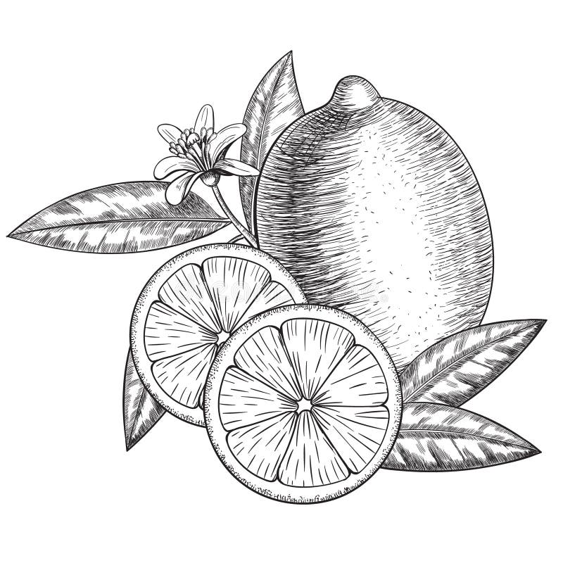 Gezeichneter Kalk oder Zitrone des Vektors Hand Ganze, geschnittene Stücke halb, Urlaubskizze Frucht gravierte Artillustration au vektor abbildung Gezeichneter Kalk oder Zitrone des Vektors Hand Ganze, geschnittene Stücke halb, Urlaubskizze Frucht gravierte Artillustration au vektor abbildung