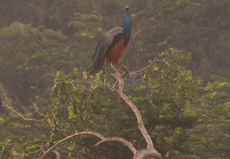 Animal portrait for the face to face against wild peafowl on the tree under sunrise with rain forest in Sri Lanka. Animal portrait for the face to face against wild peafowl on the tree under sunrise with rain forest in Sri Lanka.