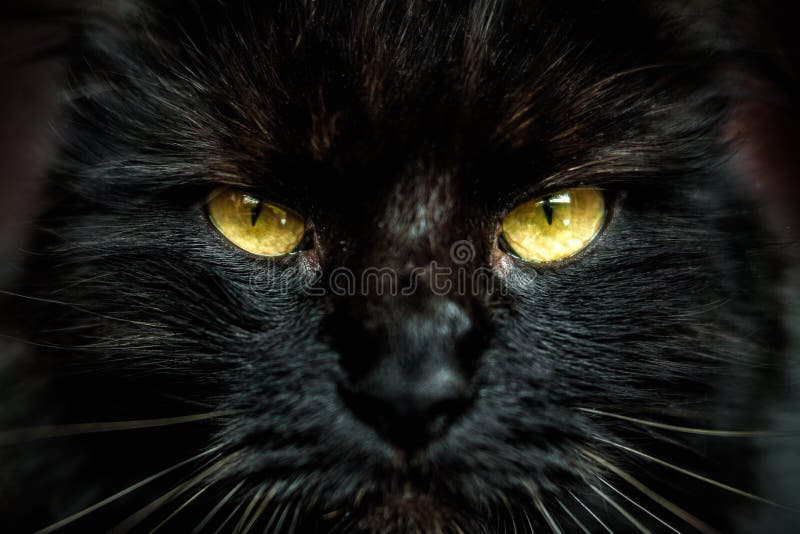 Gezicht van zwarte kat met gele ogen stock afbeeldingen Gezicht van zwarte kat met gele ogen stock afbeeldingen