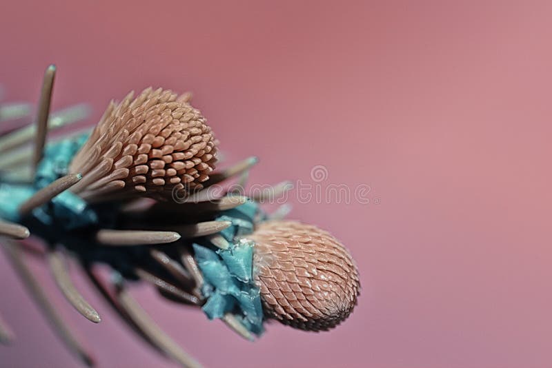 Gezierte Knospe in der rosa Farbe stockfoto Gezierte Knospe in der rosa Farbe stockfoto
