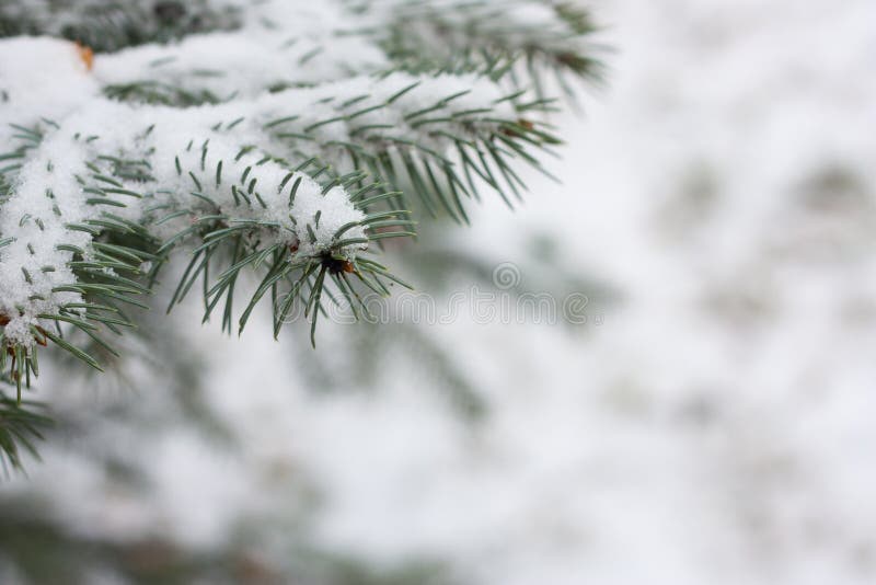 Fir branches covered with snow. Fir branches covered with snow