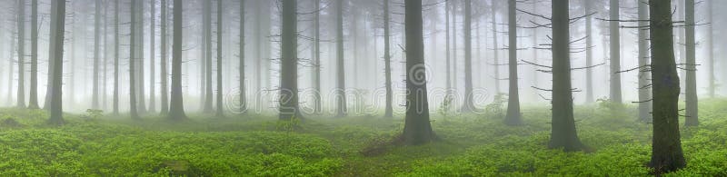 Spring panorama of coniferous forest with mist in the background. Spring panorama of coniferous forest with mist in the background