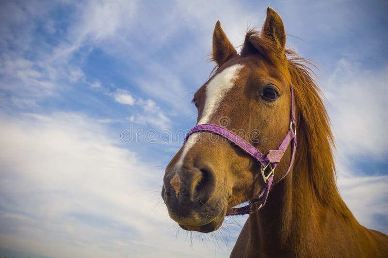 Gezond paardportret