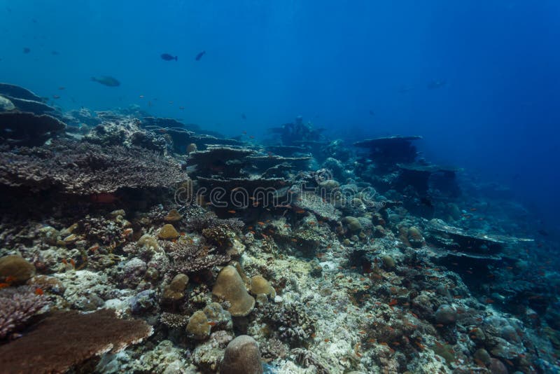Gezonde koraalmuur met grote lijstkoralen, Acropora-paniculata, en vele kleine vissen stock foto's Gezonde koraalmuur met grote lijstkoralen, Acropora-paniculata, en vele kleine vissen stock foto's