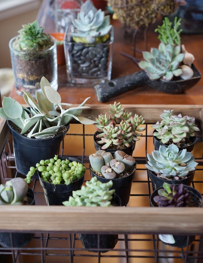 This group of drought tolerant succulents displays many shapes, sizes, and growth habits. They are very popular with people who have little time to tend plants. This group of drought tolerant succulents displays many shapes, sizes, and growth habits. They are very popular with people who have little time to tend plants.