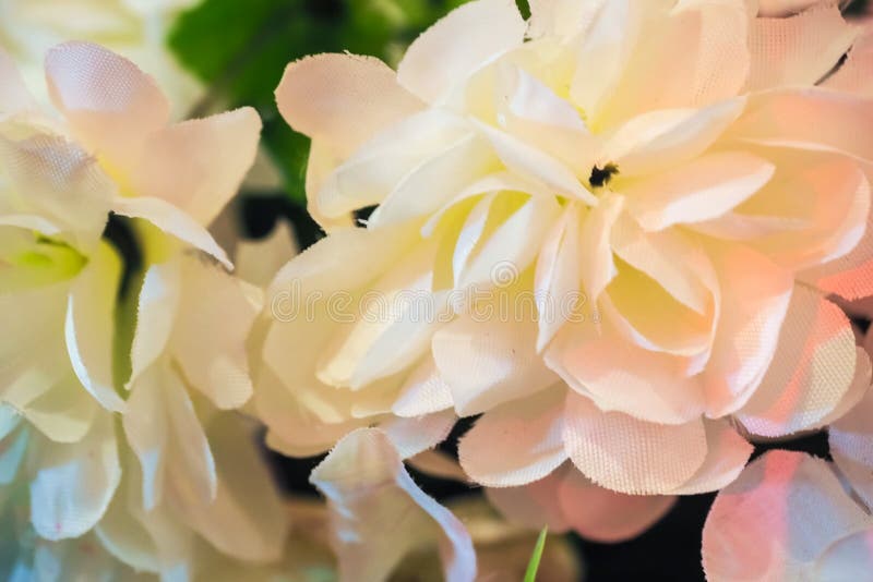Geïsoleerd op een witte achtergrond stock fotografie