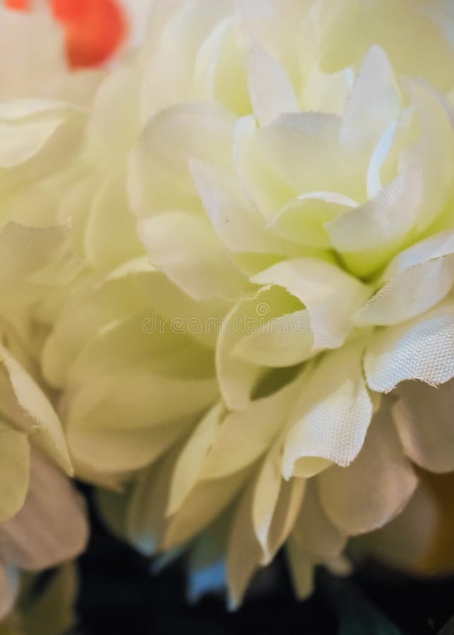 Geïsoleerd op een witte achtergrond royalty-vrije stock fotografie