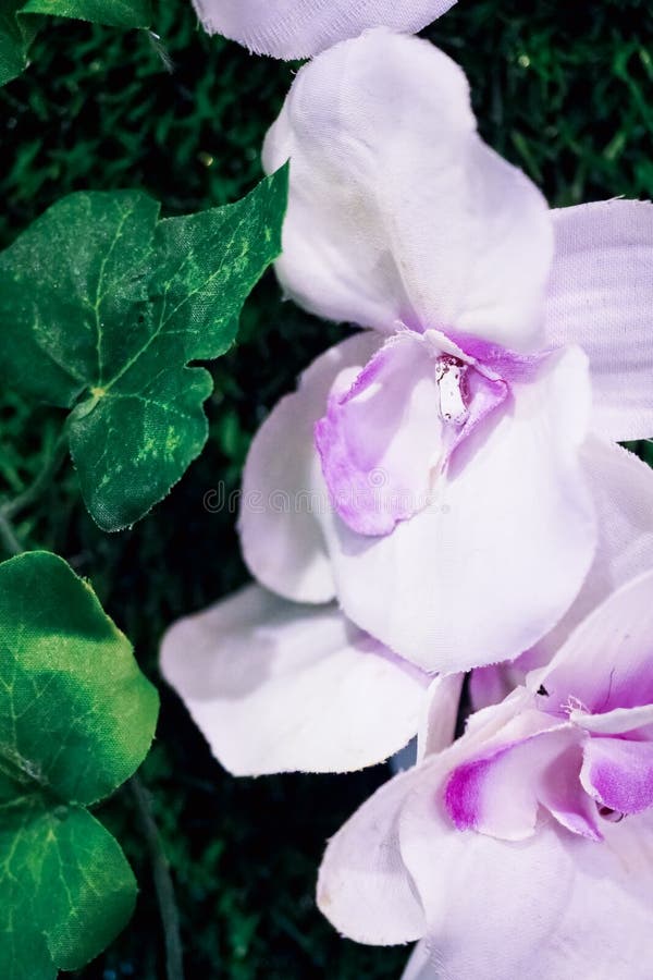 Geïsoleerd op een witte achtergrond royalty-vrije stock foto's