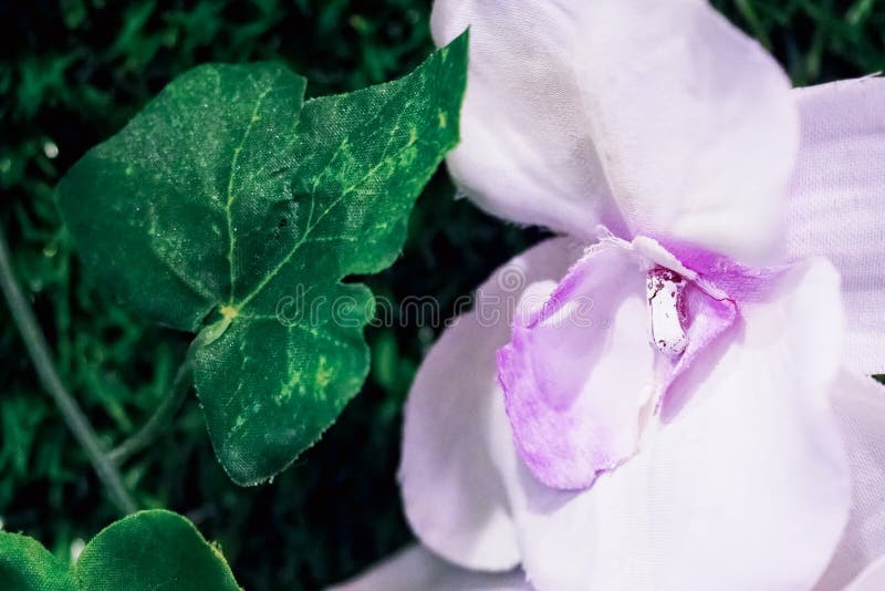 Geïsoleerd op een witte achtergrond stock fotografie