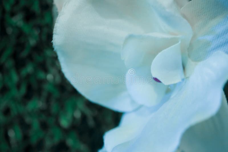 Geïsoleerd op een witte achtergrond stock fotografie